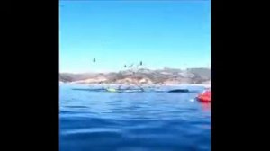 Кит съел человека вместе с байдаркой