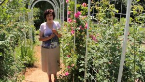 Выращиваем розы на садовом участке