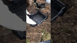 Сажаем тюльпаны только так!!! Как уберечь тюльпаны от мышей ❌🐭❌