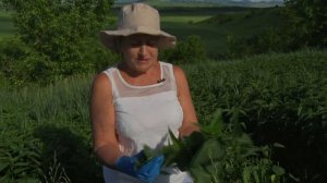 Крапива Биолит