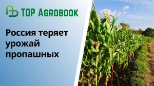 Россия теряет урожай пропашных | TOP Agrobook: обзор аграрных новостей