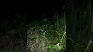 Красивые звуки летней ночи в деревне