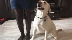 Дрессировка лабродора