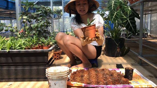 Trộn giá thể trồng thạch thảo của Vườn nhà Thao Huyền #vuonnhathaohuyen #giathetronghoa смотреть онлайн