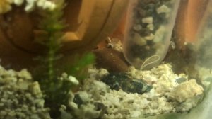 Акара бирюзовая,,мальки,аквариумные рыби