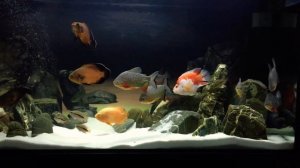 Пираньи Красный Паку