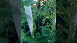 Результаты подкормки томатов,правила внесения кальция и калия,признаки жирования, удаление листьев