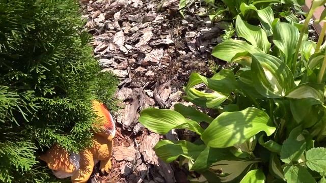 НАШЛИ ХАМЕЛЕОНА В ТУЕ!!!!!!!!!!!! смотреть онлайн