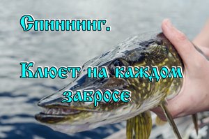 Спиннинг. Клюёт на каждом забросе.mp4