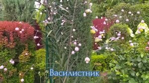 Август.Украшения для сада.Прогулка по саду.