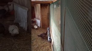 Устройство утятника для зимы