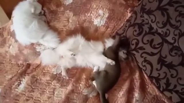 Кот с собакой играет дружба шпица и кота смотреть онлайн