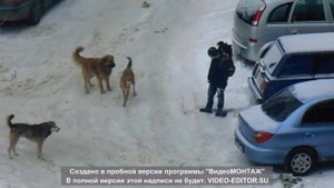 Бродячие псы напали на школьника