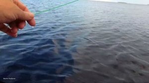 Рыбалка нахлыстом, озёрный хариус. Онежское озеро.