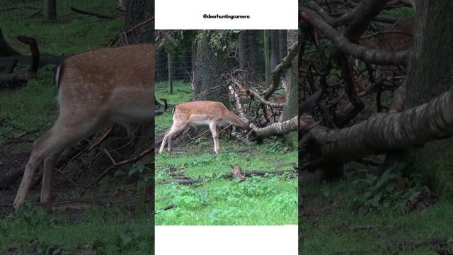 deer and animal "hunting" with my #Sony-FDR-AX53 #nature #asmr  #camera #sony #animals #deer