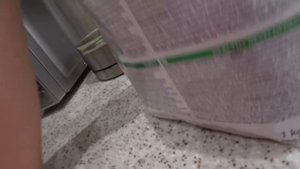 Купили щенка Джек Рассел терьера