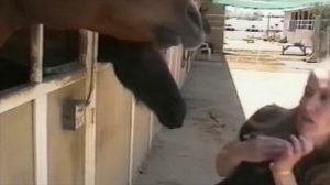 Лошадь убила женщину