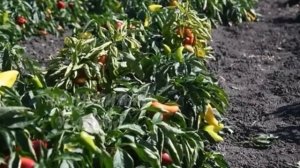 Перец будет плодоносить еще два месяца: как продлить срок сбора урожая