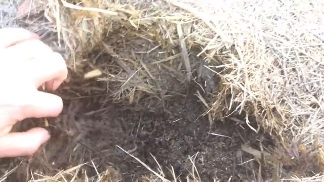 Ужасное МУЛЬЧИРОВАНИЕ ОПИЛКАМИ лука и моркови