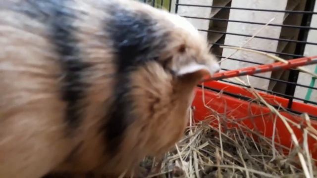 Ужасное содержание морских свинок/Бедные свинки/Ужасное содержание животных/Как нельзя содержать смотреть онлайн