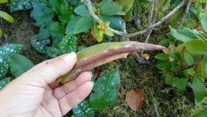 Рододендроны после пересадки . Rododendron .