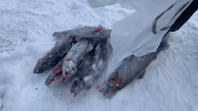 Рыбалка в Красногорске.BigCarp.Ловля форели.Рыбалка на платнике.Беседки,отдых,рыбалка,досуг.