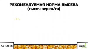 Гибрид кукурузы AS 13545 (ФАО 540)