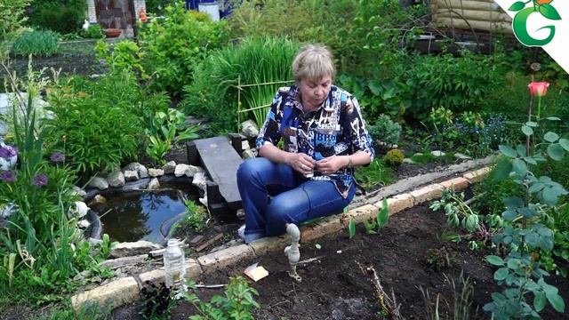 Как восстановить корни розы ? Лечение болезней роз ?