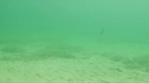 Воблер Арк Минноу Страйк про, Strike Pro Arc Minnow воблеры для ловли щуки и окуня на спиннинг
