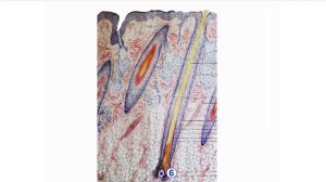 Видеозанятие "гистология кожи и ее производных"