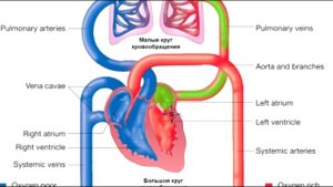Круги Кровообращения человека за 60 секунд