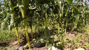 Сладкая кукуруза дает 2 хороших початка. Мнение фермера. Анджей и Свит Вондер