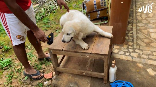 Gopherwood Farm || Vickies Greeny смотреть онлайн