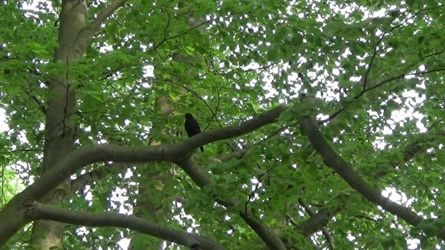 Piękny śpiew kosa смотреть онлайн