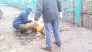 РЕЖЕМ СВИНЬЮ. Сорт -  Russisches Schwein 0/ Самая быстрая разделка свиной туши (Timelapse)