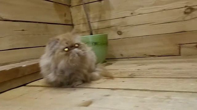 Пряня. #самара смотреть онлайн