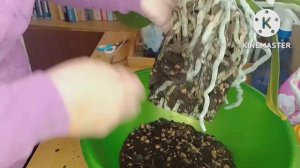 Орхидея отцвела, пора ее пересаживать.