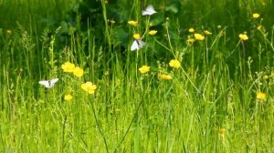 Расслабляющая музыка, снимающая стресс ? Перестаньте слишком много думать и успокойте свой разум #2