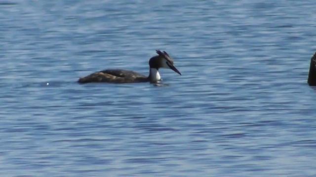 Чомга или большая поганка ( Podiceps cristatus ) смотреть онлайн