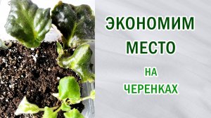 Фиалки (сенполии). Экономим место с черенками. Размножение фиалок в одной ёмкости.