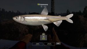 РР4 ЛАДОЖСКОЕ КОРЮШКА ТРОФЕЙ / РУССКАЯ РЫБАЛКА 4 ЛАДОГА КОРЮШКА / RUSSIAN FISHING 4 LADOGA SMELT