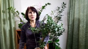 Особенности выращивания денежного дерева. Толстянка, Крассула.
