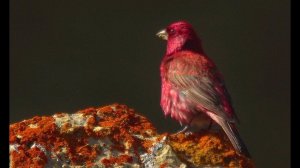 Большая чечевица кормится. Песня. Great rosefinch.