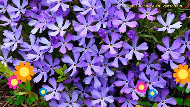 Флокс шиловидный Фабьюлос Блу Вайолет. Краткий обзор, описание характеристик Fabulous Blue Violet смотреть онлайн