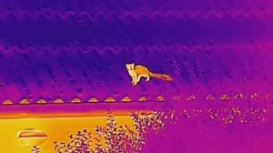 Beech or stone marten filmed with Hikmicro OWl OH35 thermal camera