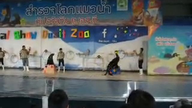 Dusit Zoo, шоу морских котиков 5 смотреть онлайн