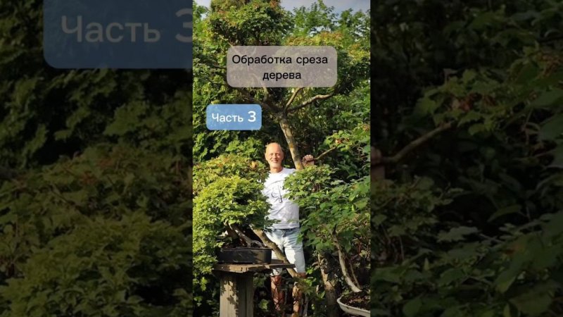 Обработка среза дерева. Часть 3. #бонсай #bonsai #ниваки #сад #андрейдарусенков #обрезкадеревьев