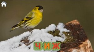 Учимся читать .Спасаем зверей .Учим буквы.  Азбука