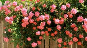 #Вальсцветов