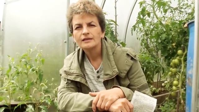 Табачная дымовая шашка ГЕФЕСТ. Защита растений в теплице от насекомых вредителей. смотреть онлайн